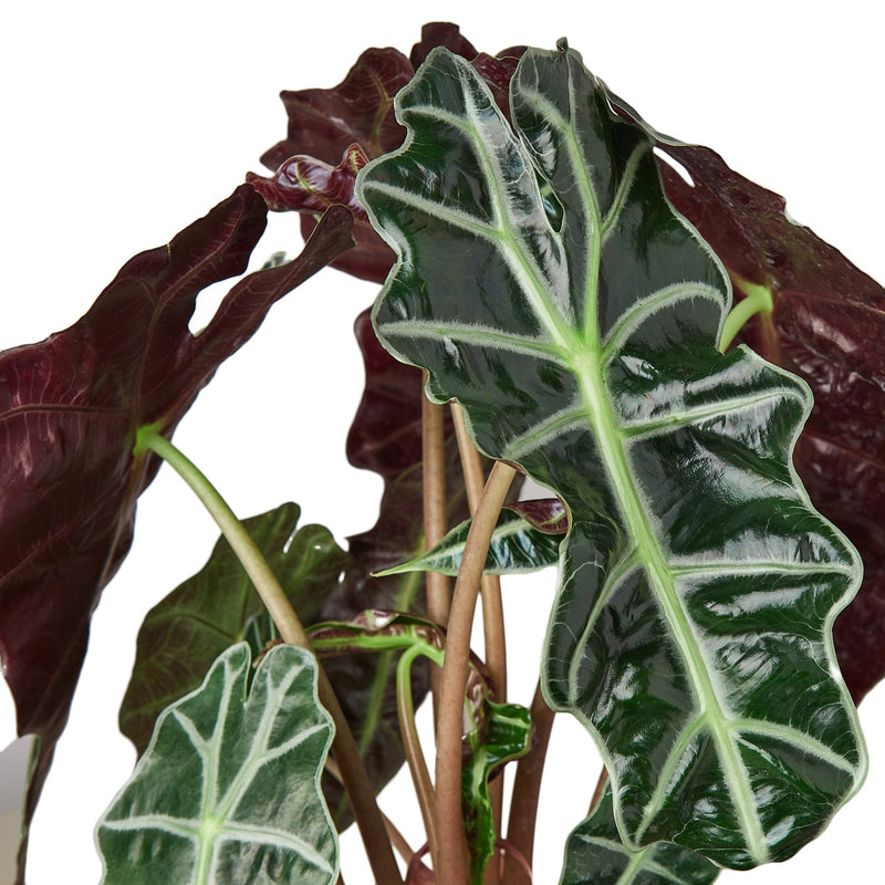 Alocasia Polly &