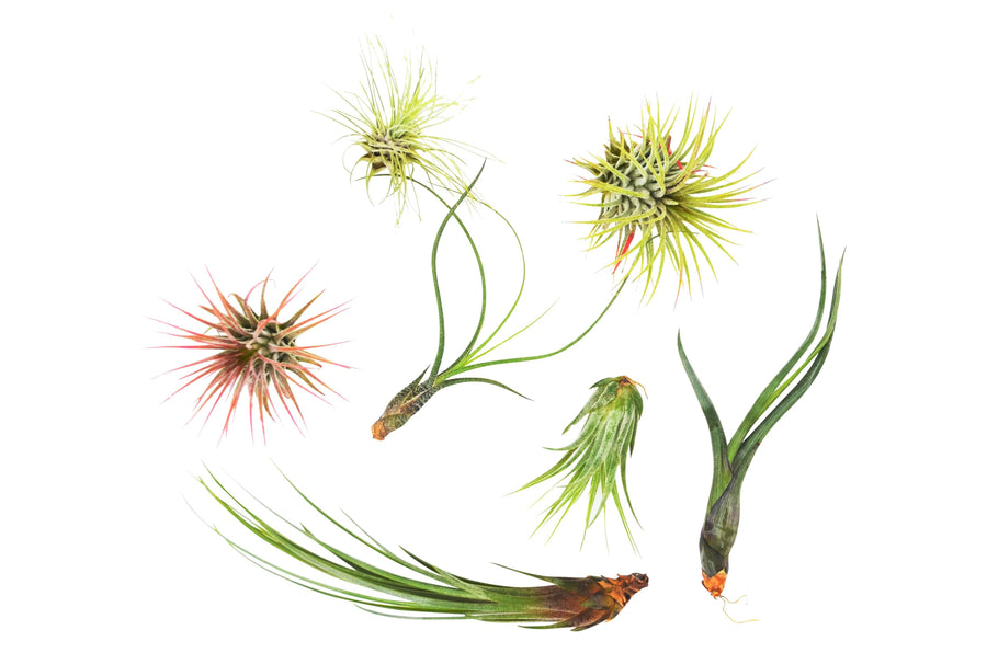 7 Air Plant Variety Pack - Tillandsias-Air Plants ($4 Ship/12oz)-American Plant Supply