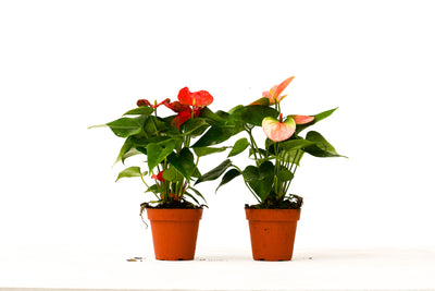 2 Anthurium Variety Pack - 4" Pots