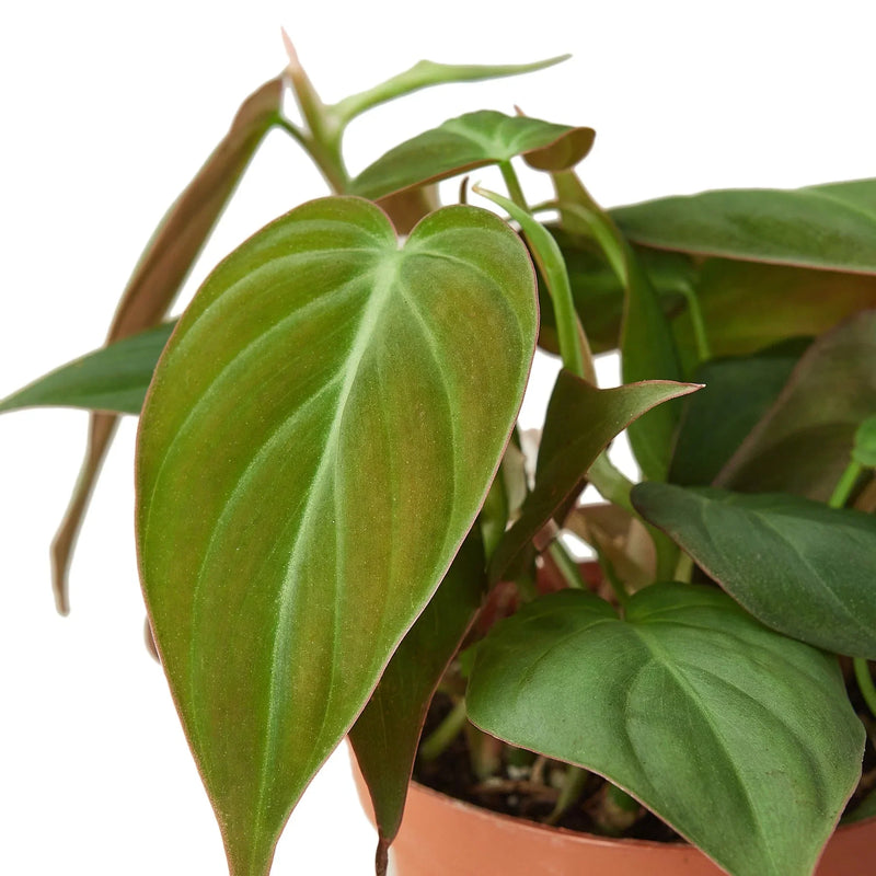 Philodendron &