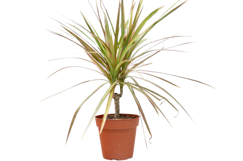 Dracaena &