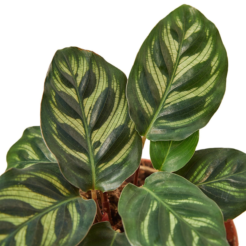 Calathea &