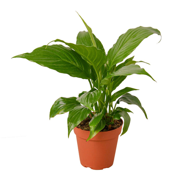 Spathiphyllum 'Peace Lily'-American Plant Supply