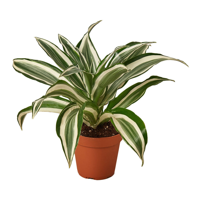 Dracaena &