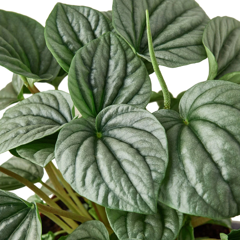 Peperomia &