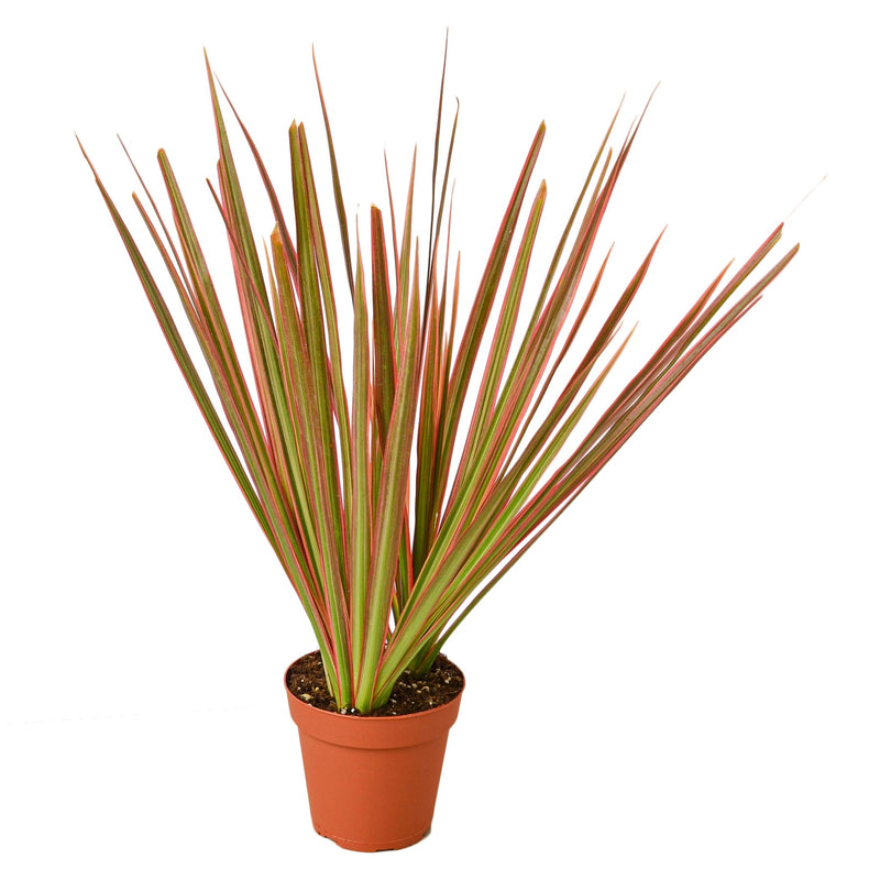 Dracaena &