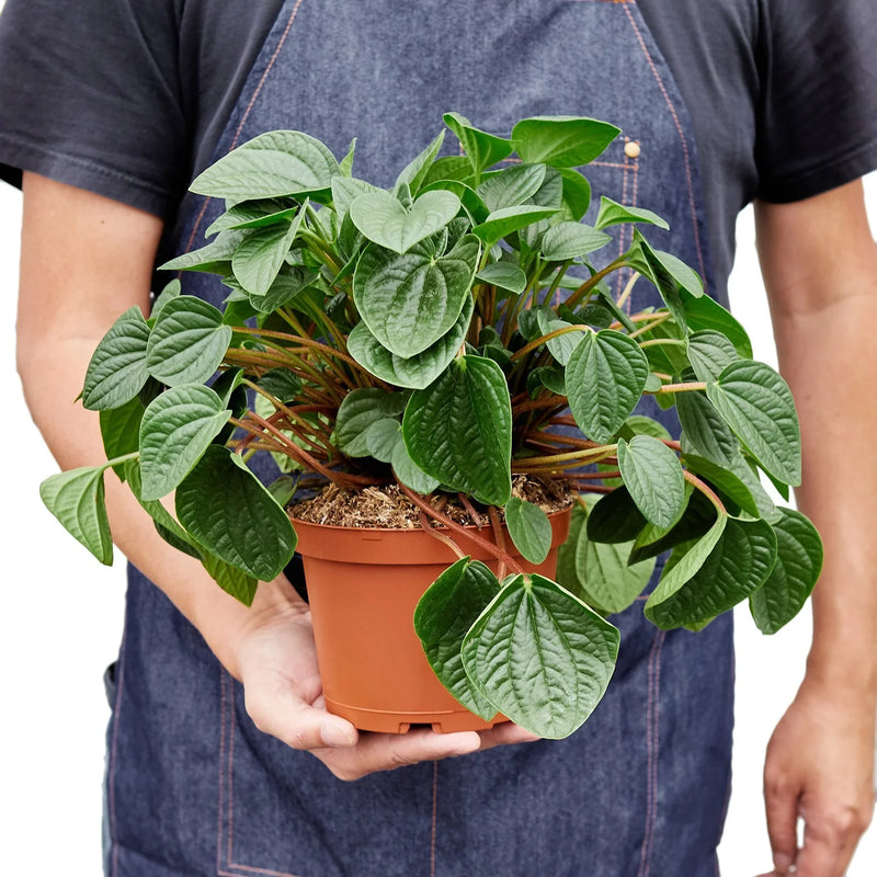 Peperomia &