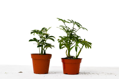 2 Different Schefflera Plants Variety Pack - 4" Pot