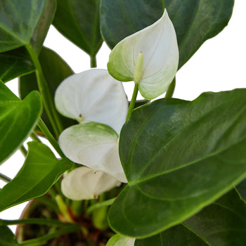 Anthurium &