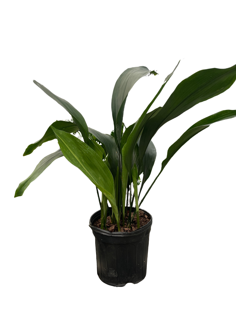 Aspidistra &