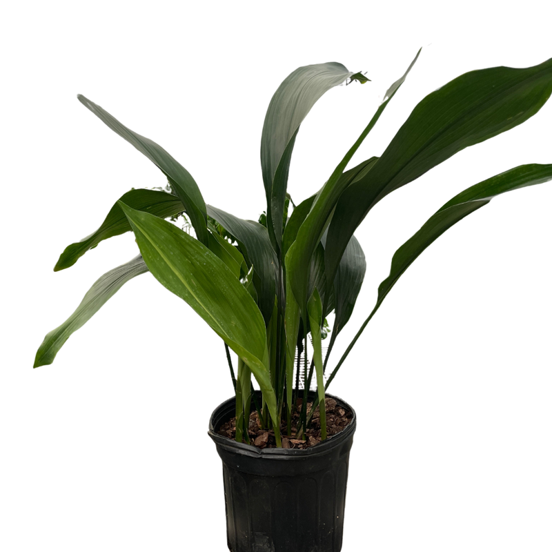 Aspidistra &