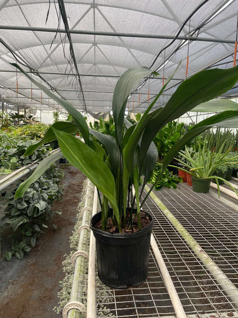 Aspidistra &