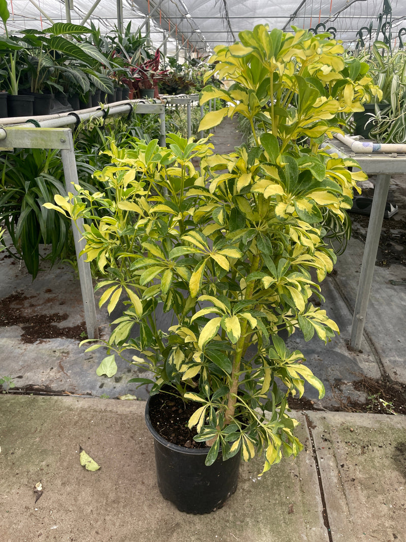 Schefflera Variegated-American Plant Supply