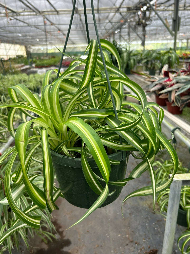 Spider Plant &