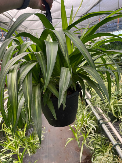 Spider Plant Hawaiian-American Plant Supply