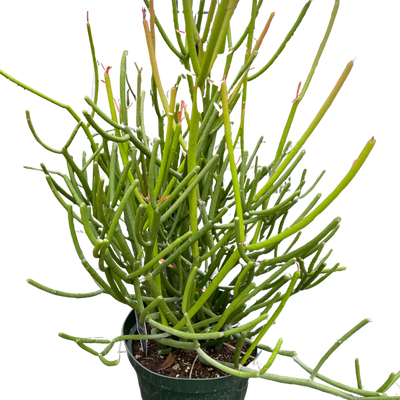 EUPHORBIA 'PENCIL CACTUS'