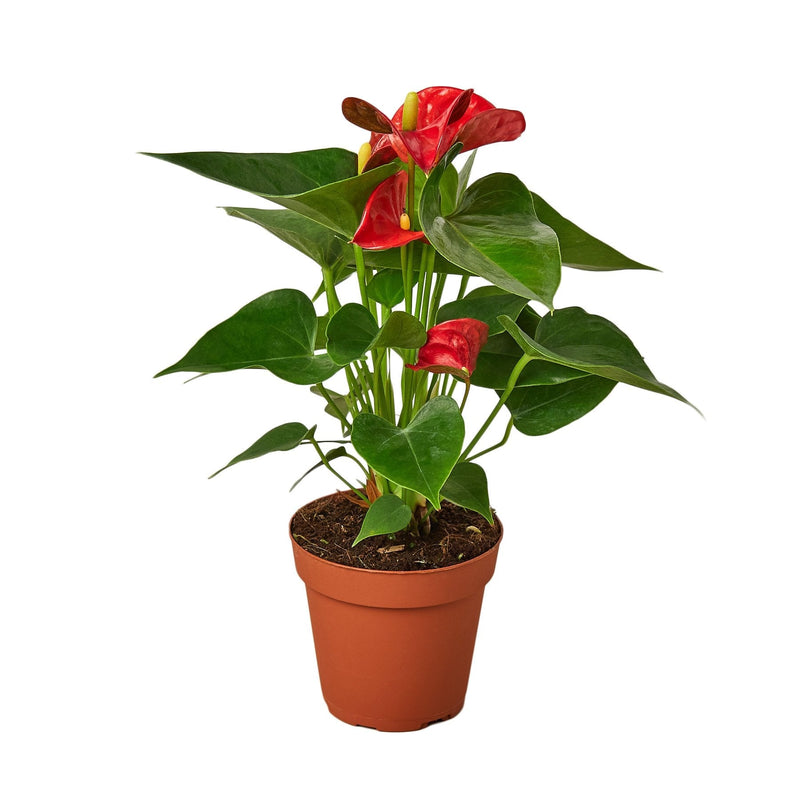 Anthurium &