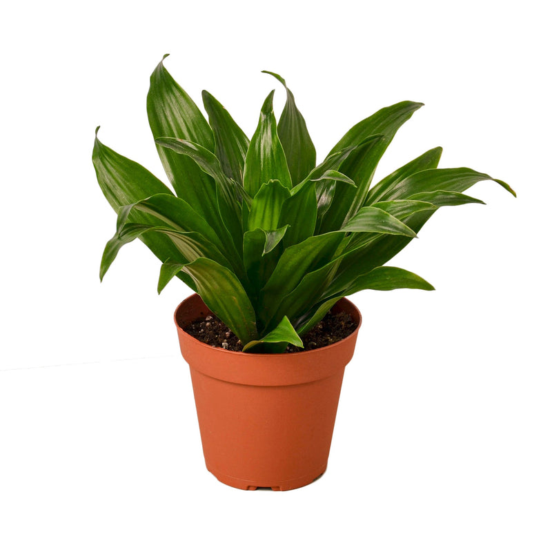 Dracaena &