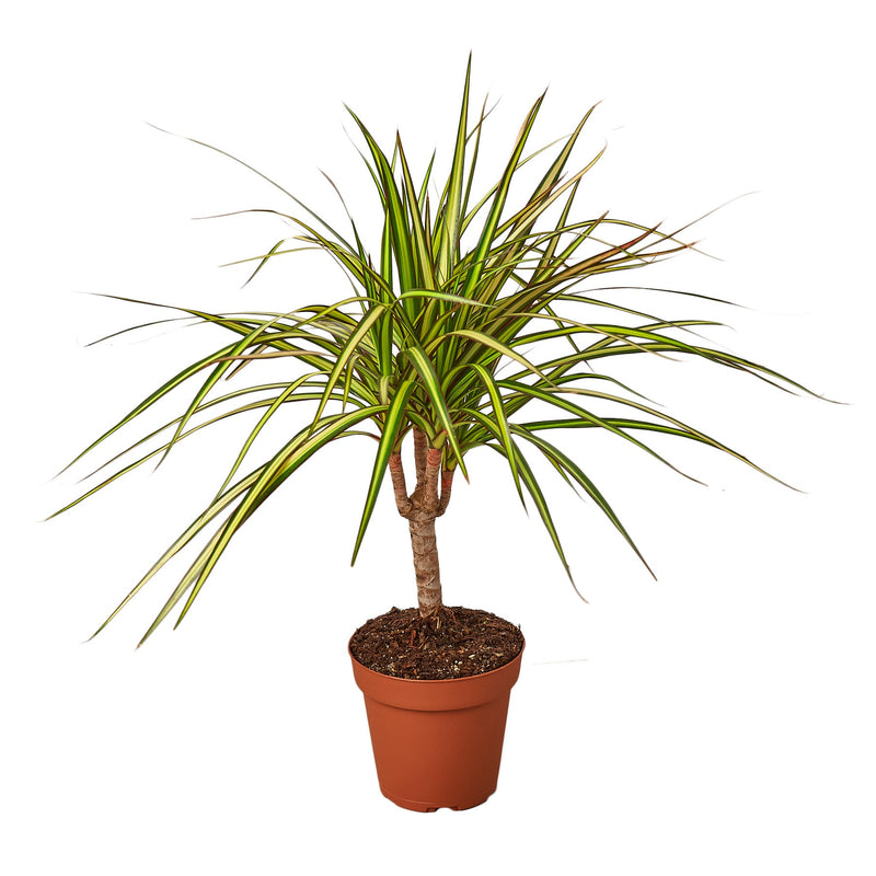 Dracaena Marginata &