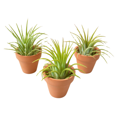 3 Ionantha Air Plants with Mini Terra Cotta Pots