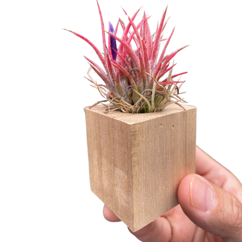 Tillandsia Air Plant Ionantha in Magnetic Wood Planter