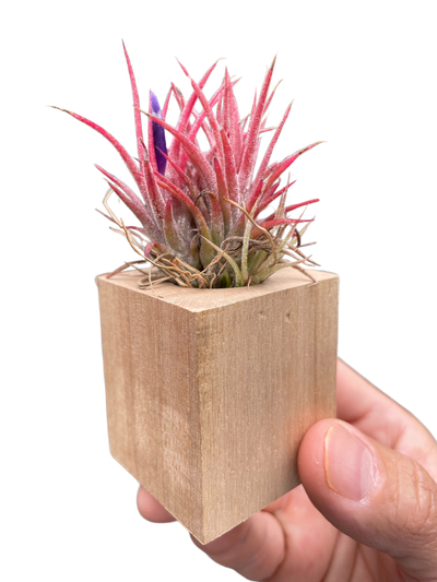 Tillandsia Air Plant Ionantha in Magnetic Wood Planter