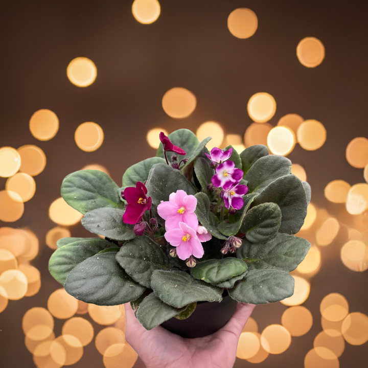 African Violet