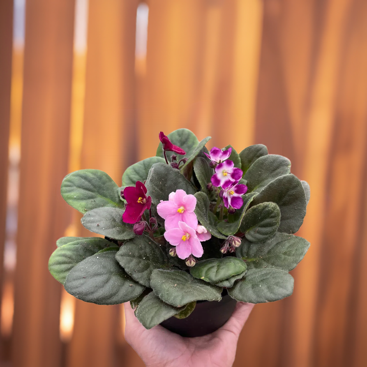 African Violet