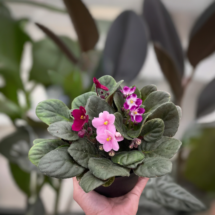 African Violet