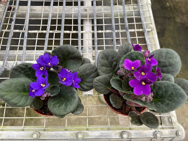 African Violet-4" Plant (1pk/$2) ($6 Ship/15oz)-American Plant Supply