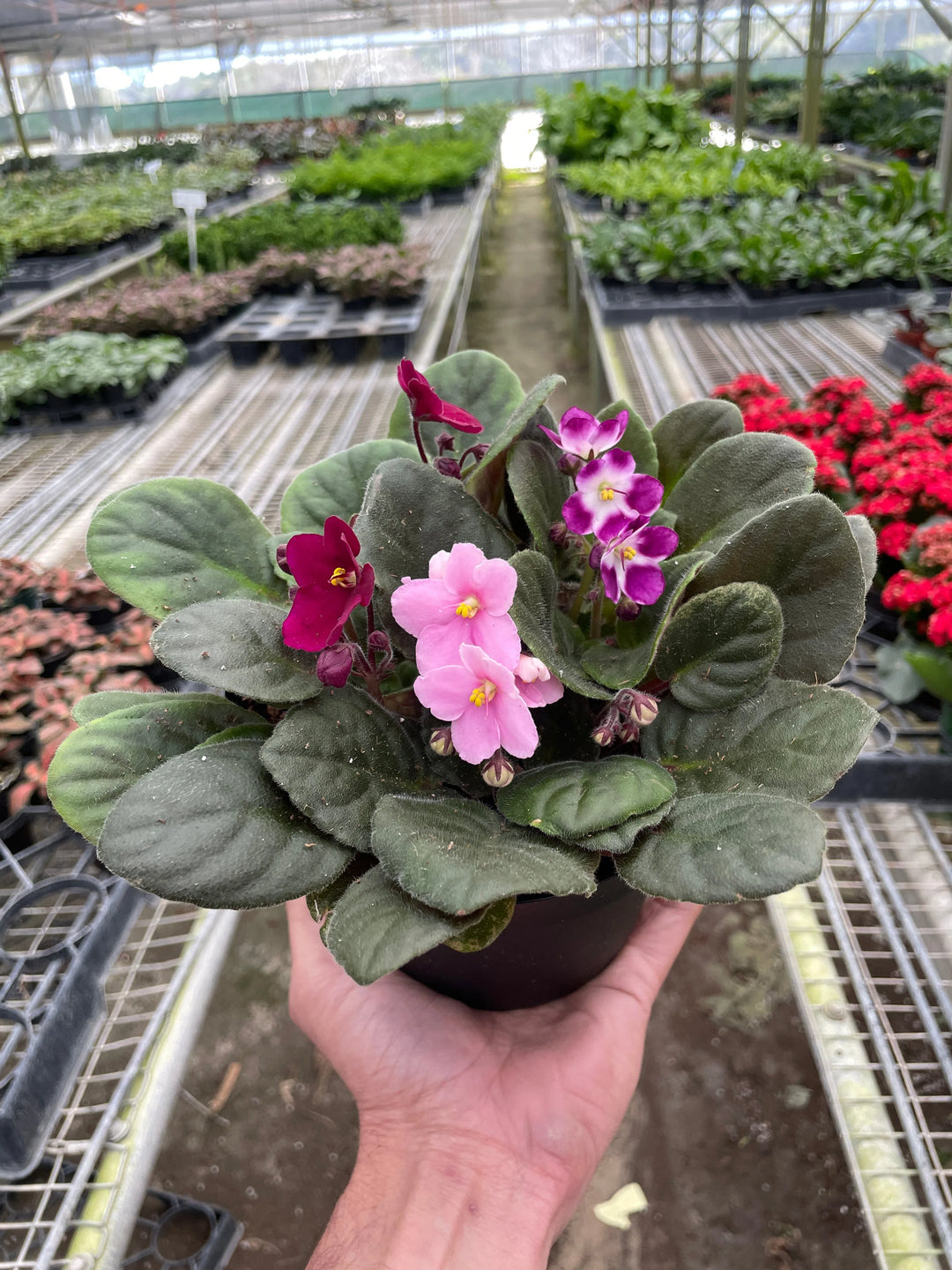 African Violet-4" Plant (1pk/$2) ($6 Ship/15oz)-American Plant Supply