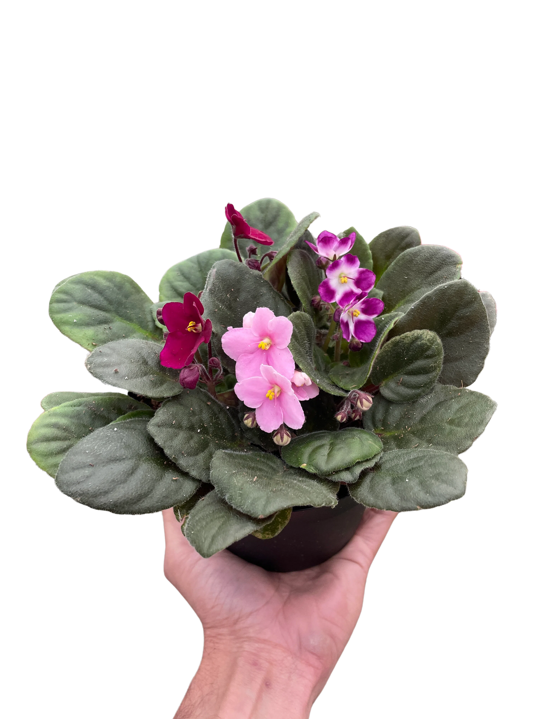 African Violet-4" Plant (1pk/$2) ($6 Ship/15oz)-American Plant Supply