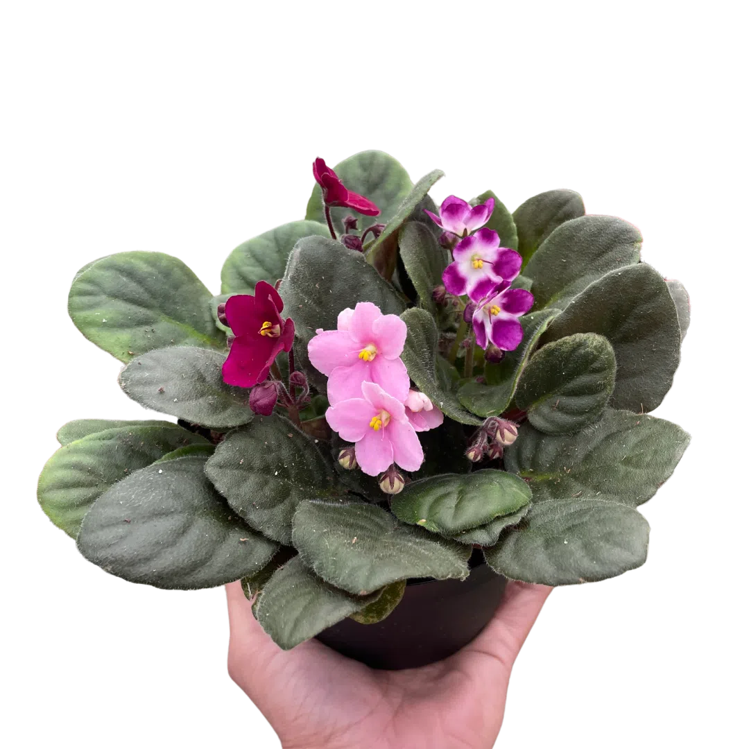 African Violet-4" Plant (1pk/$2) ($6 Ship/15oz)-American Plant Supply