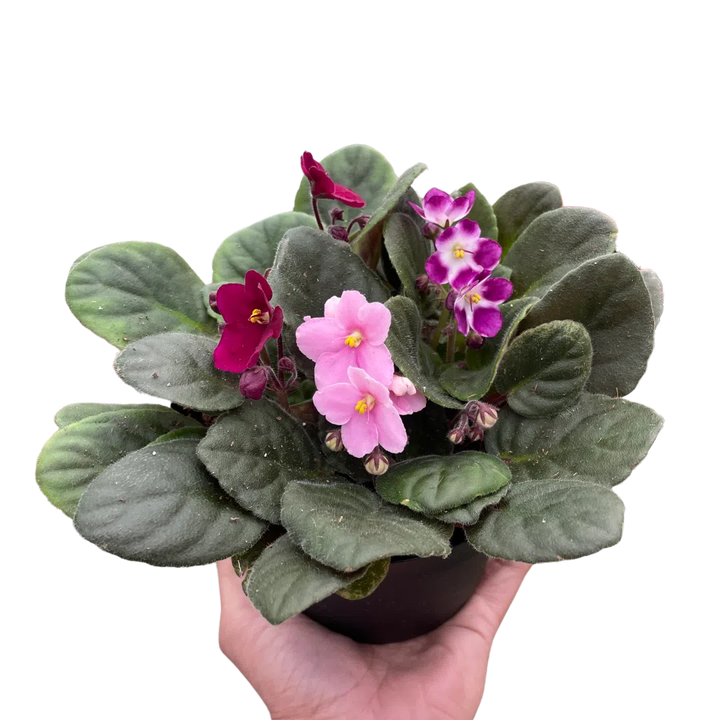 African Violet-4" Plant (1pk/$2) ($6 Ship/15oz)-American Plant Supply