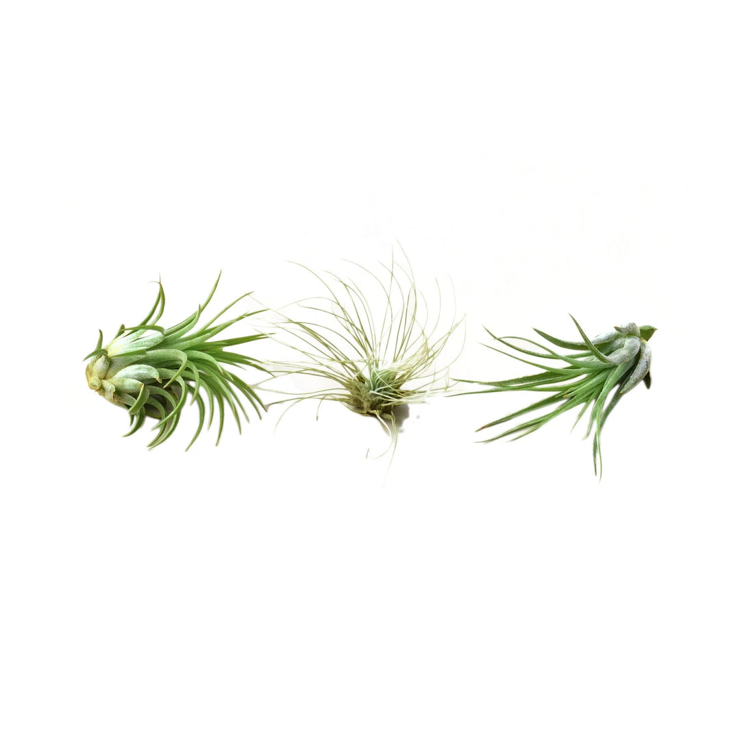 Air Plant 3 Pack - Three Air Plant Varieties - 2"-3" Large-Home & Garden > Yard, Garden & Outdoor Living > Plants, Seeds & Bulbs > Plants & Seedlings > Cacti & Succulents-American Plant Supply