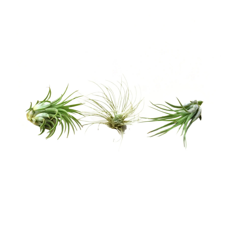 Air Plant 3 Pack - Three Air Plant Varieties - 2"-3" Large-Home & Garden > Yard, Garden & Outdoor Living > Plants, Seeds & Bulbs > Plants & Seedlings > Cacti & Succulents-American Plant Supply