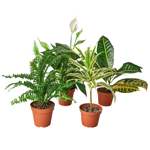 Air Purifying Variety Bundle-4" Plant (2)-American Plant Supply