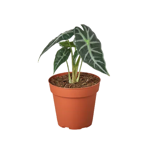 Alocasia Amazonica 'Bambino'-Indoor Plants-American Plant Supply