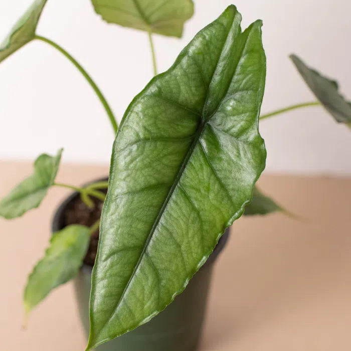 Alocasia 'Dragons Breath'-American Plant Supply