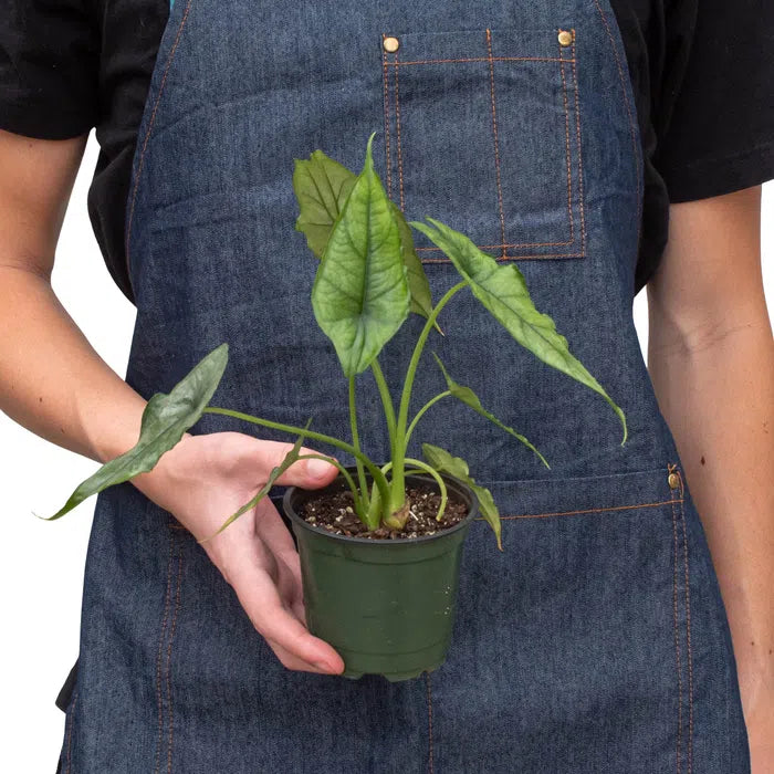 Alocasia 'Dragons Breath'-American Plant Supply