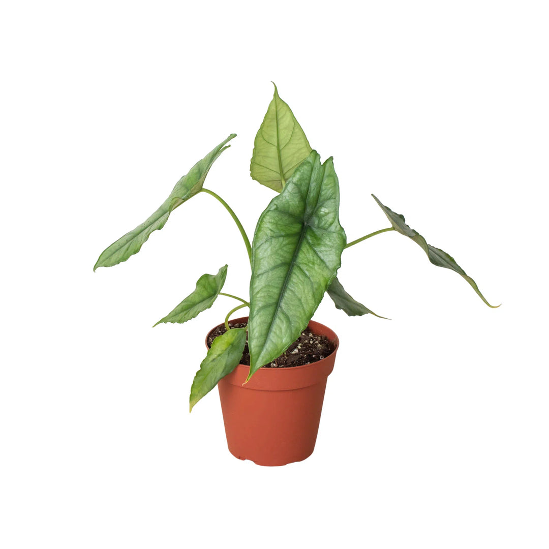 Alocasia 'Dragons Breath'-American Plant Supply