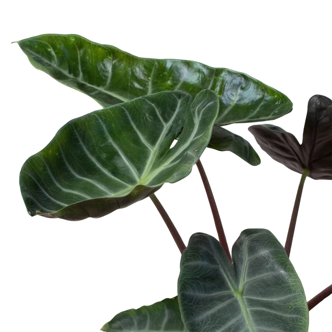 Alocasia 'Ebony'-Indoor Plants-American Plant Supply