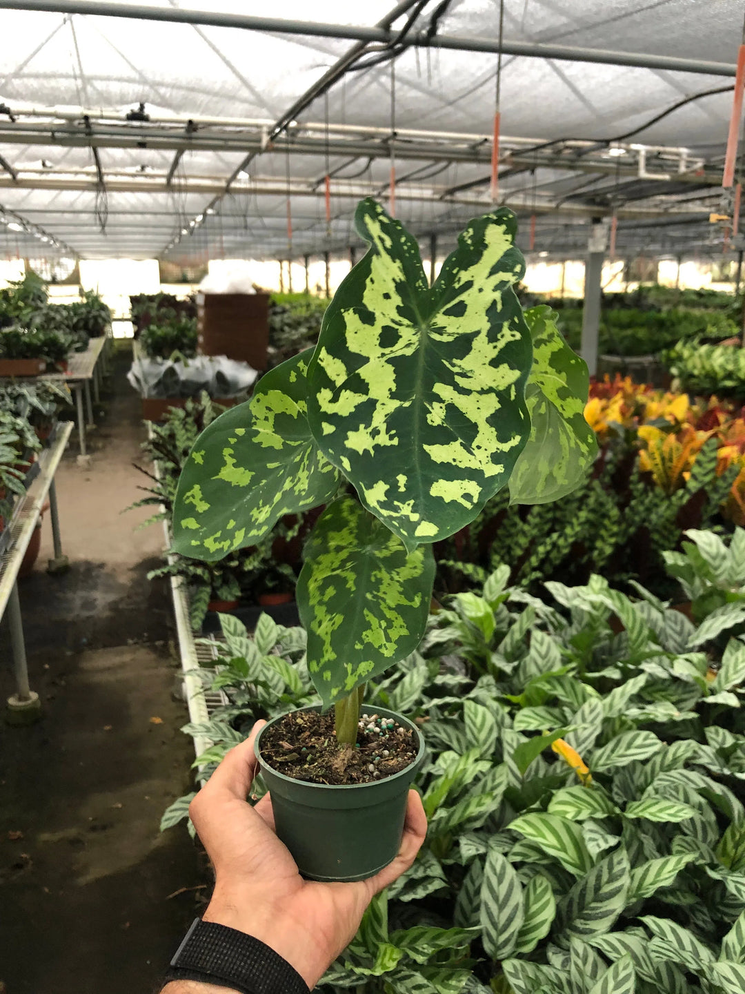 Alocasia 'Hilo Beauty'-Indoor Plants-American Plant Supply