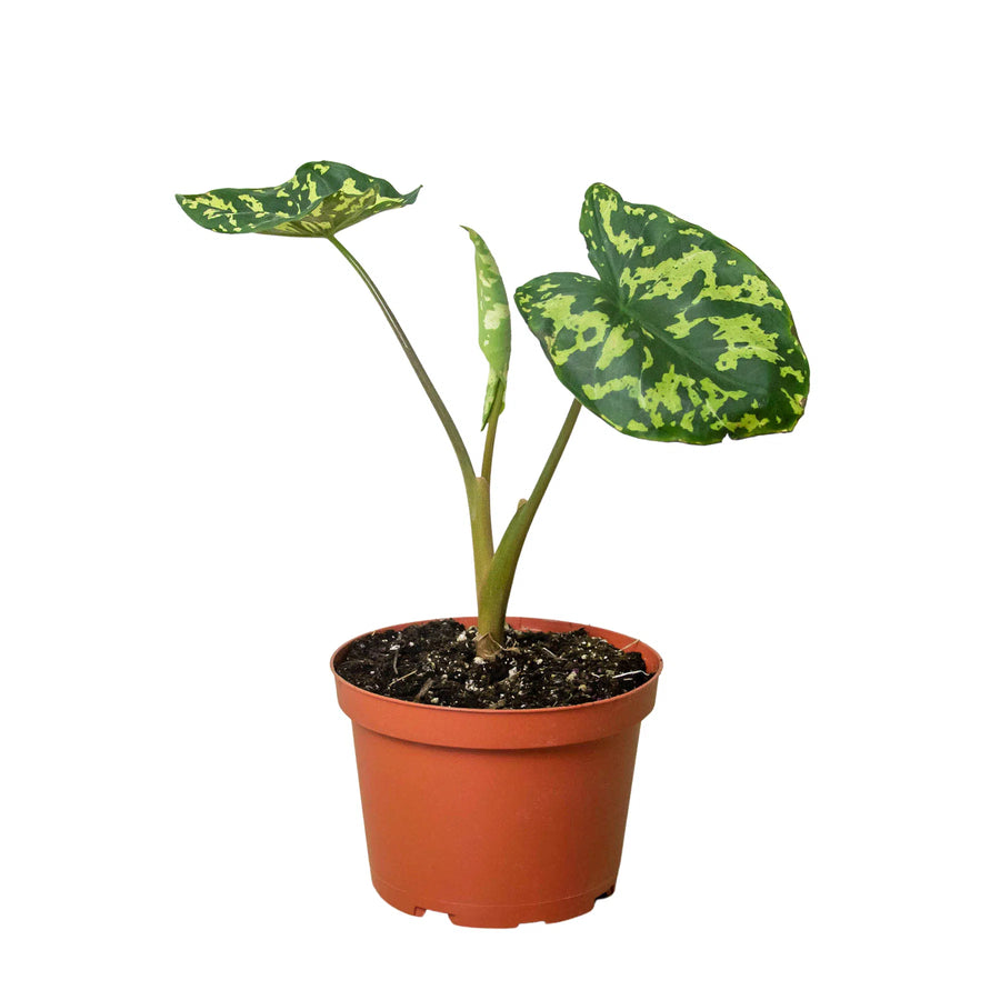 Alocasia 'Hilo Beauty'-Indoor Plants-American Plant Supply