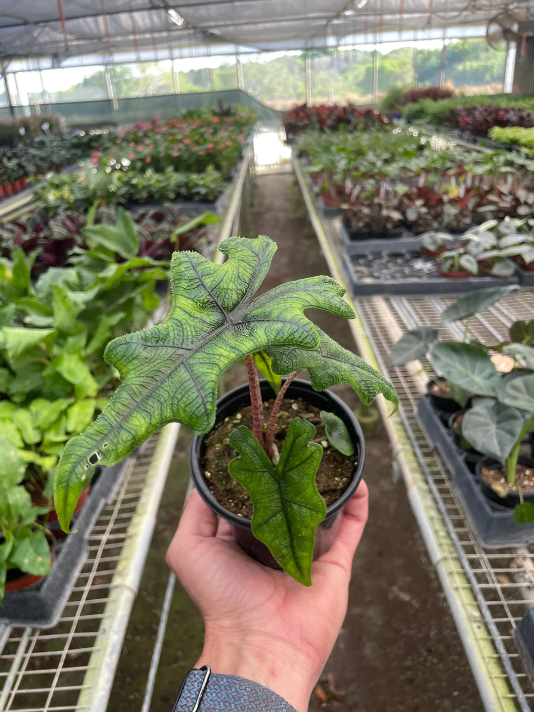 Alocasia 'Jacklyn'-Indoor Plants-American Plant Supply