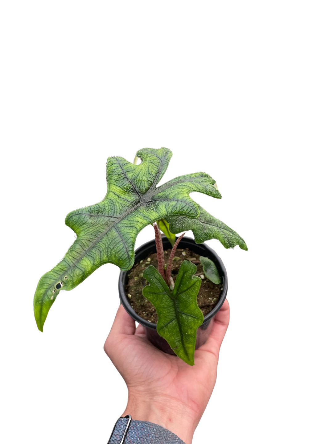 Alocasia 'Jacklyn'-Indoor Plants-American Plant Supply