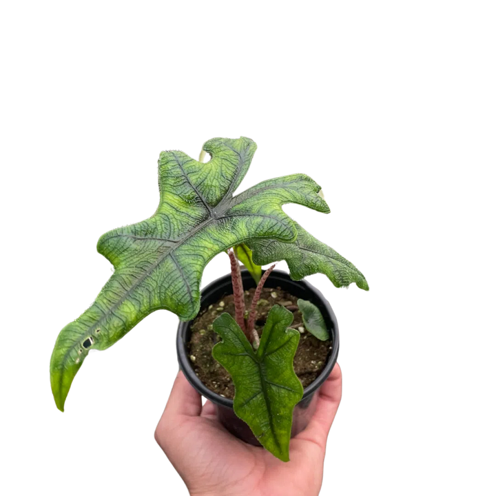 Alocasia 'Jacklyn'-Indoor Plants-American Plant Supply