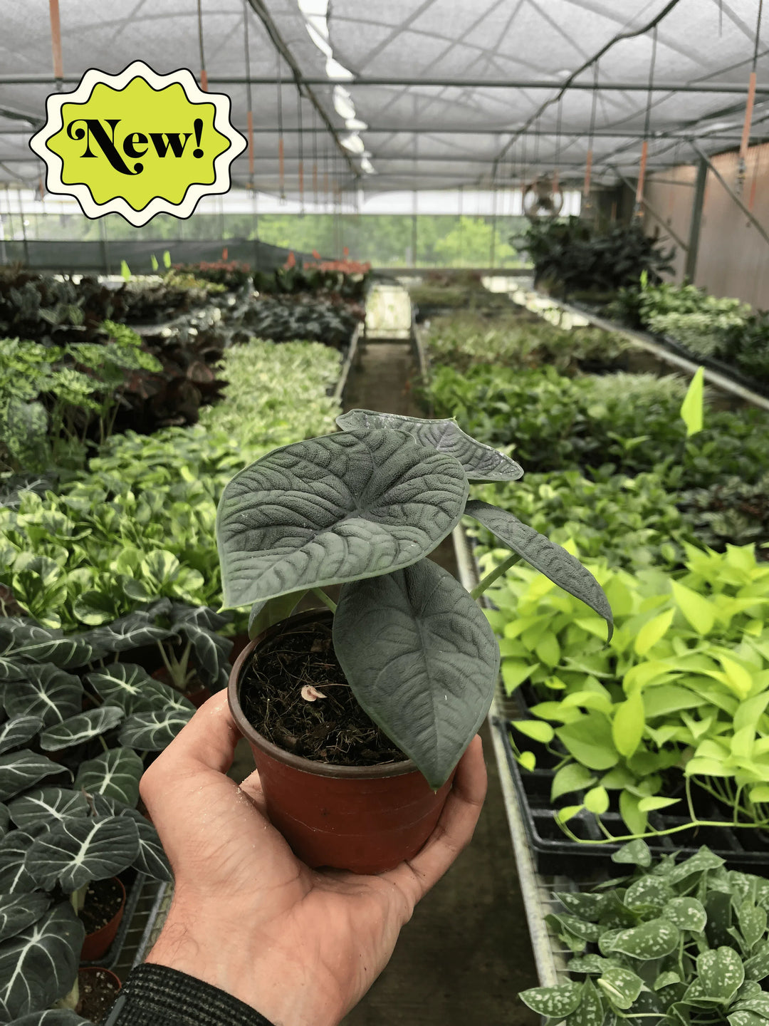 Alocasia 'Melo'-Indoor Plants-American Plant Supply