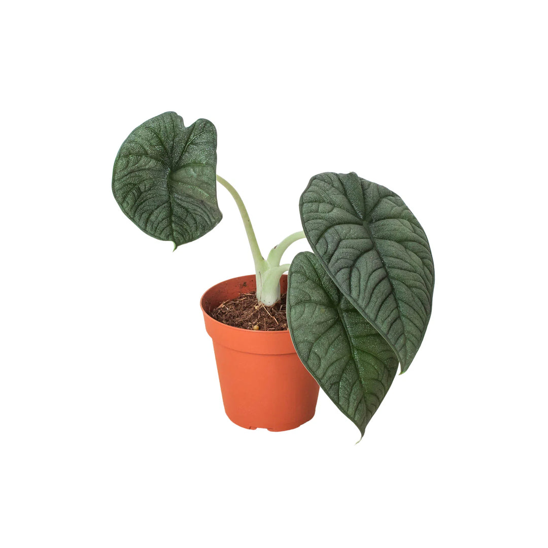 Alocasia 'Melo'-Indoor Plants-American Plant Supply