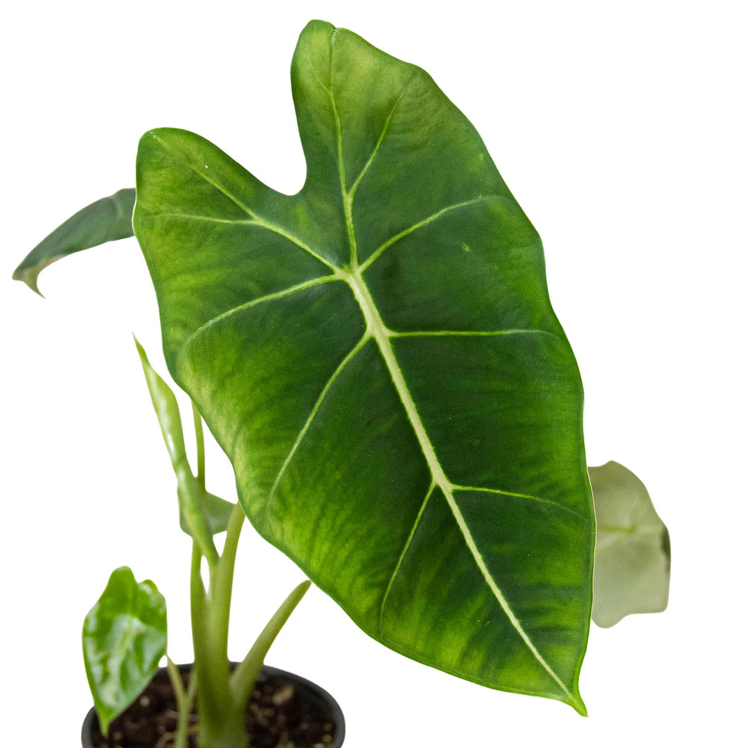 Alocasia Micholitziana 'Frydek'-Indoor Plants-American Plant Supply